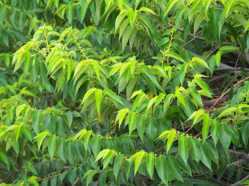 Oriental trema (Trema orientale)
