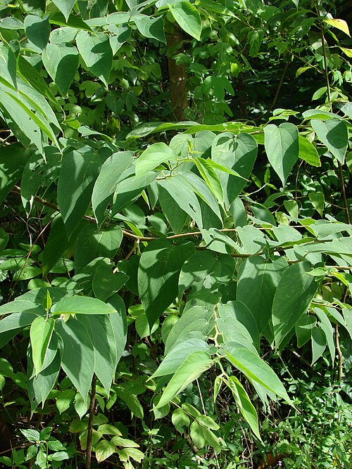 Oriental trema: Trema orientalis (leaves). Location: Maui, Hana