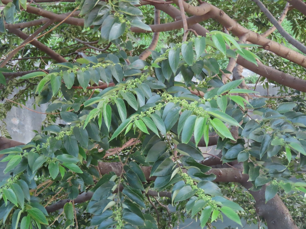 Oriental trema (Trema orientale)