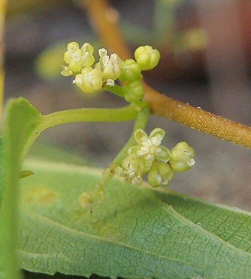 Peach-leaved poison bush: Trema tomentosa var. aspera flowers