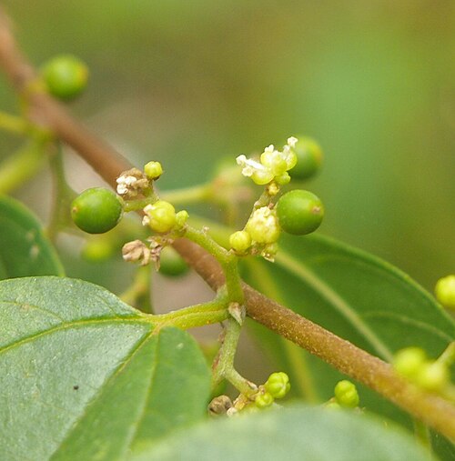 Peach-leaved poison bush: Trema tomentosa flowers