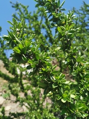 Trevoa quinquenervia (Trevoa quinquenervia)