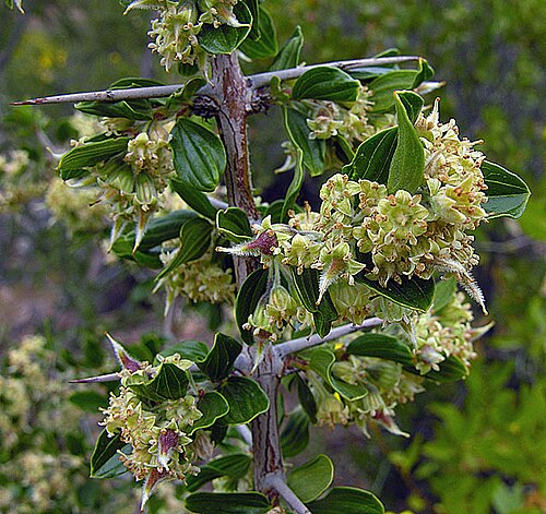 Trevoa quinquenervia: A common problem in central Chile and known as Tralhuen. In context at www.dixpix.ca/sth_cordillera/flora/buckthorn/index.html