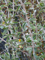 Trevoa quinquenervia (Trevoa quinquenervia)