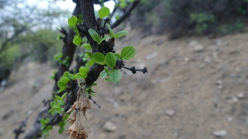 Trevoa quinquenervia (Trevoa quinquenervia)