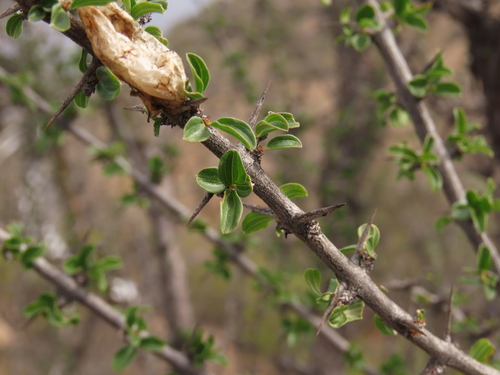Trevoa quinquenervia (Trevoa quinquenervia)