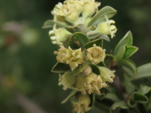 Trevoa quinquenervia (Trevoa quinquenervia)