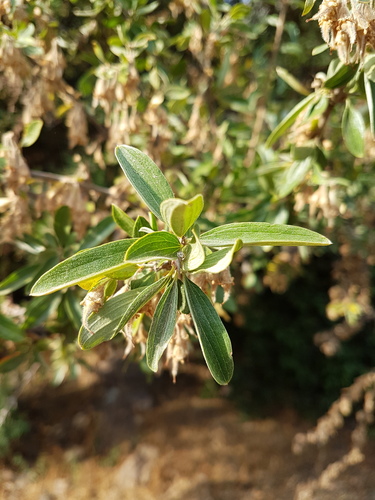 Trevoa quinquenervia (Trevoa quinquenervia)