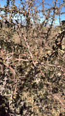 Trevoa quinquenervia (Trevoa quinquenervia)