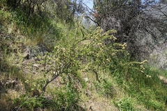 Trevoa quinquenervia (Trevoa quinquenervia)