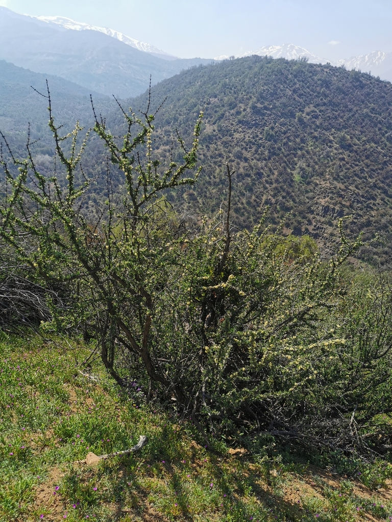 Trevoa quinquenervia (Trevoa quinquenervia)
