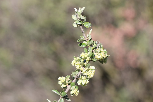 Trevoa quinquenervia (Trevoa quinquenervia)