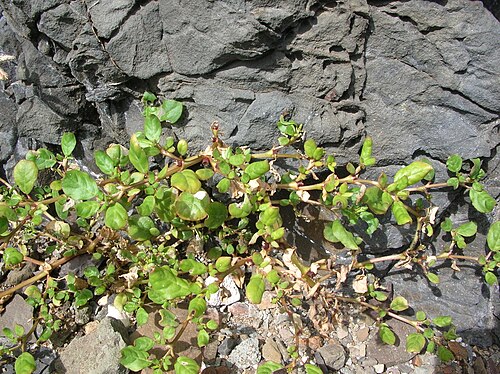 Desert horse-purslane: Trianthema portulacastrum (habit). Location: Oahu, Mokulua South