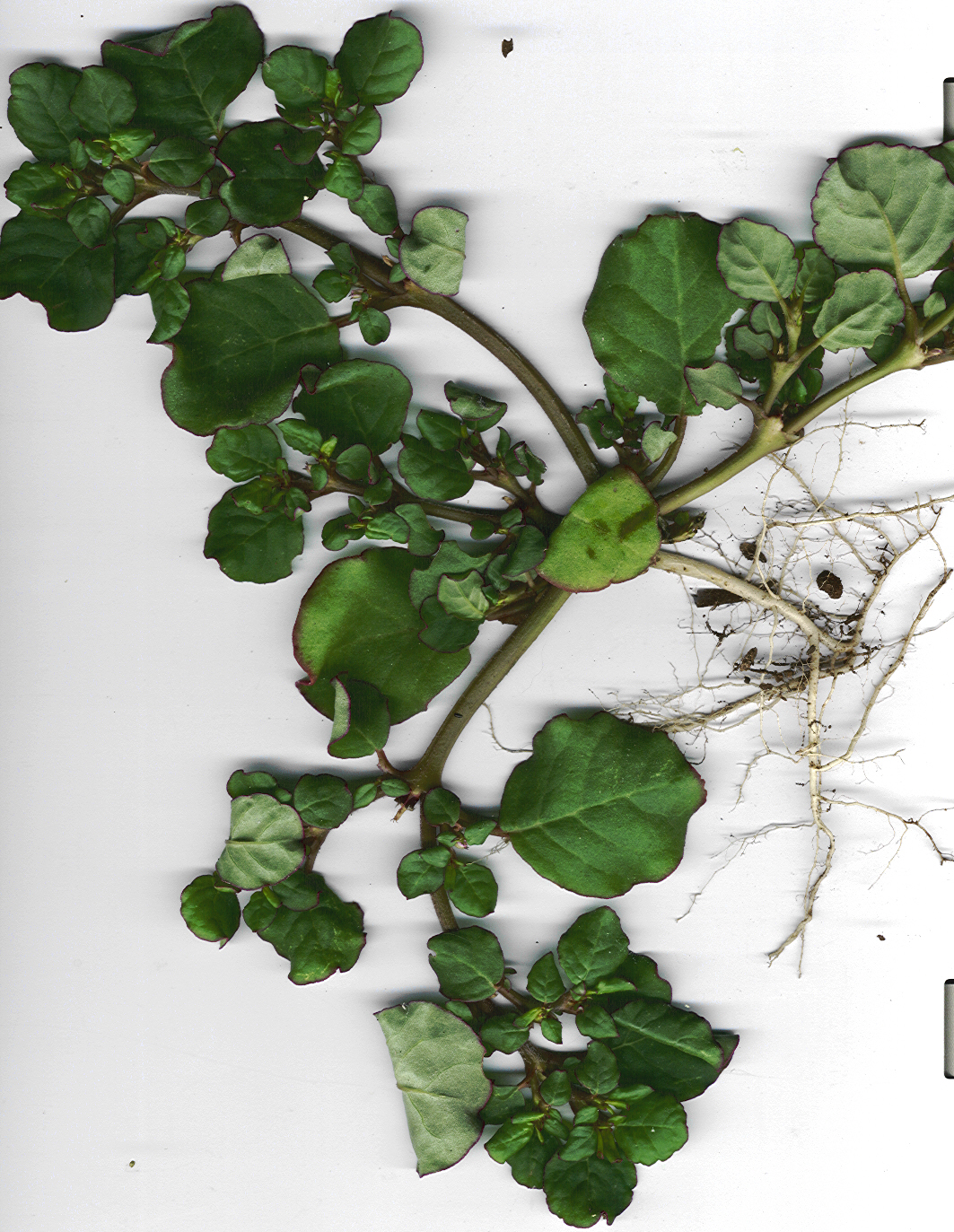 Desert horse-purslane: Trianthema portulacastrum (plant). Location: Maui, Launiupoko beach park