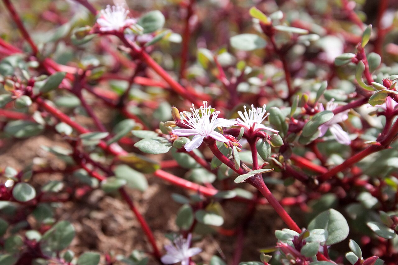 Desert horse-purslane: Trianthema portulacastrum in the Galapagos Islands