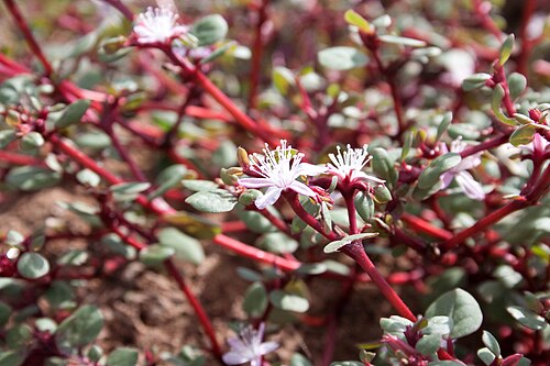 Desert horse-purslane