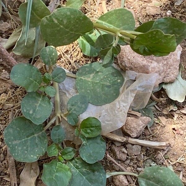 Desert horse-purslane (Trianthema portulacastrum)