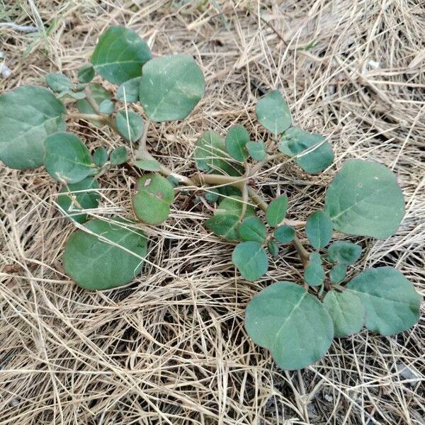 Desert horse-purslane (Trianthema portulacastrum)