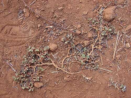 Desert horse-purslane: Trianthema portulacastrum (habit). Location: Maui, Lahainaluna Road