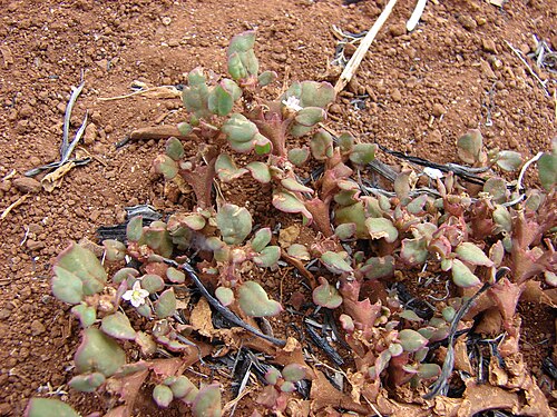 Desert horse-purslane: Trianthema portulacastrum (leaves and flowers). Location: Maui, Lahainaluna Road