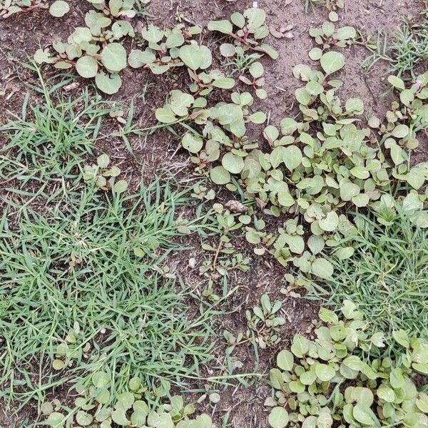 Desert horse-purslane (Trianthema portulacastrum)