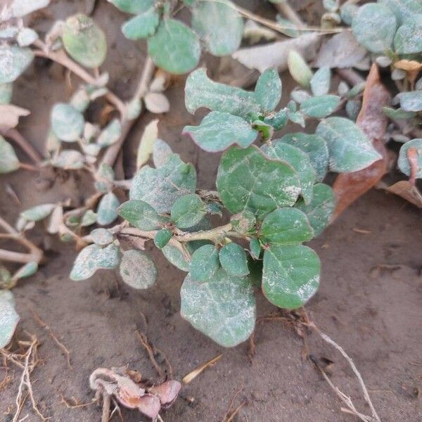 Desert horse-purslane (Trianthema portulacastrum)