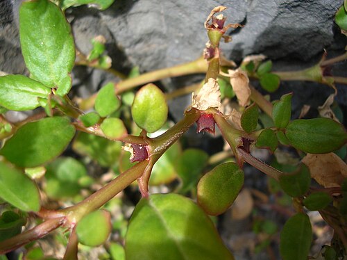 Desert horse-purslane: Trianthema portulacastrum (habit). Location: Oahu, Mokulua South