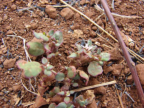 Desert horse-purslane: Trianthema portulacastrum (leaves and flowers). Location: Maui, Lahainaluna Road