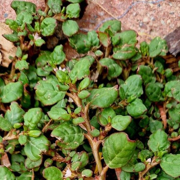 Desert horse-purslane (Trianthema portulacastrum)