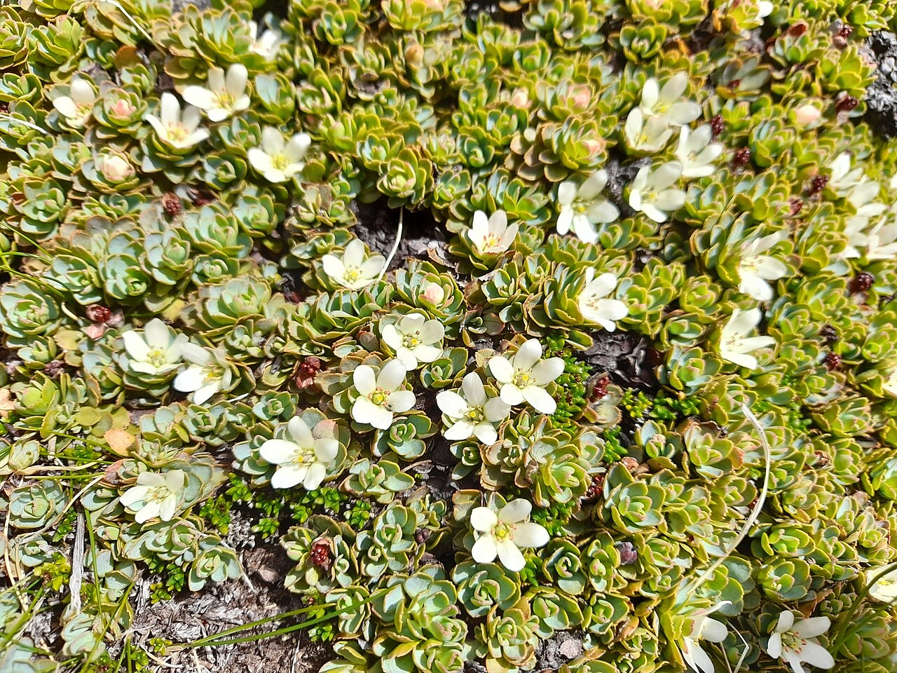 Tribeles australis: Tribeles australis in Chile