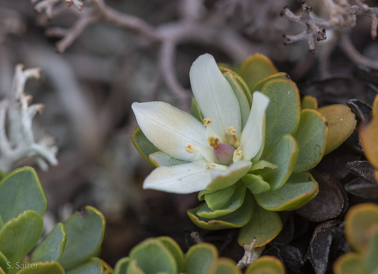 Tribeles australis: Tribeles australis in Chile