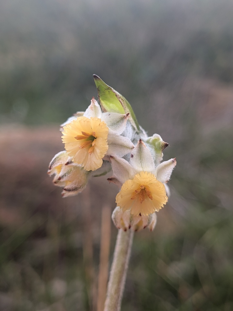 Nodding tiurndin (Tribonanthes brachypetala)