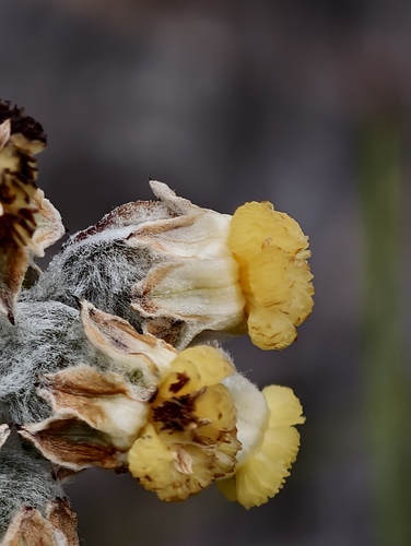 Nodding tiurndin (Tribonanthes brachypetala)