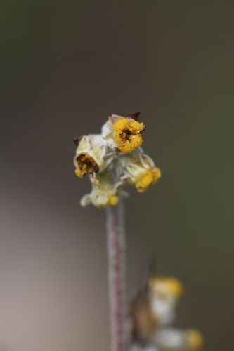 Nodding tiurndin (Tribonanthes brachypetala)