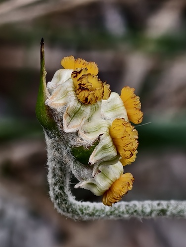 Nodding tiurndin (Tribonanthes brachypetala)