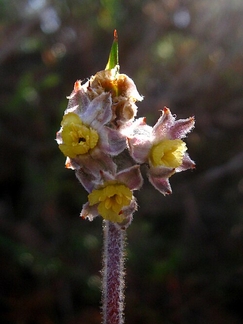 Nodding tiurndin: Tribonanthes brachypetala