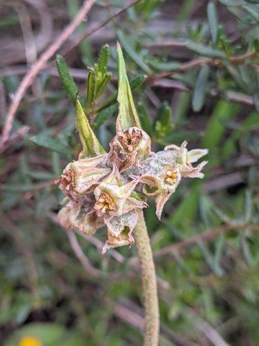 Nodding tiurndin (Tribonanthes brachypetala)