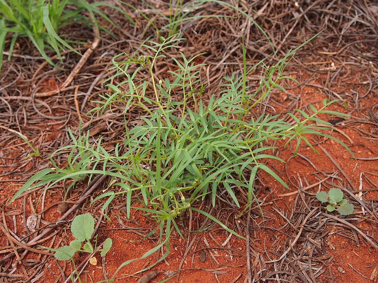 Tribulopis angustifolia: Tribulopis angustifolia habit