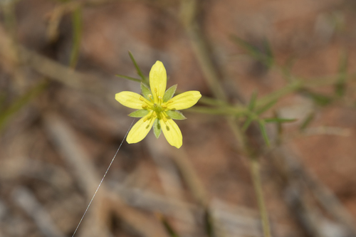 Tribulopis angustifolia (Tribulopis angustifolia)