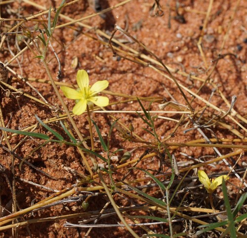 Tribulopis angustifolia (Tribulopis angustifolia)