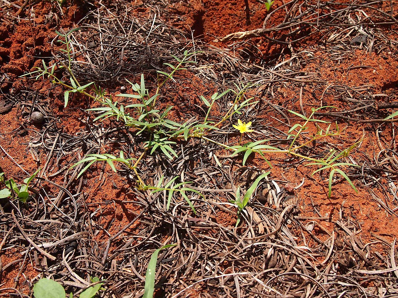 Tribulopis angustifolia: Tribulopis angustifolia plant