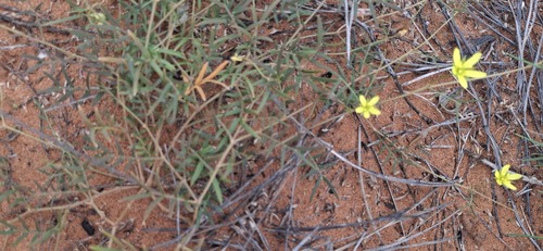Tribulopis angustifolia (Tribulopis angustifolia)