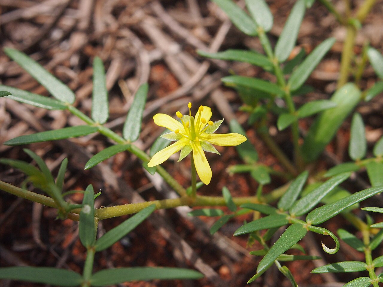 Tribulopis angustifolia: Tribulopis angustifolia flower