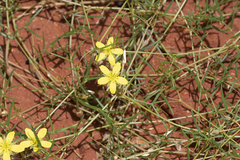 Tribulopis angustifolia (Tribulopis angustifolia)