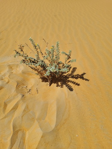 Puncture vine (Tribulus arabicus)