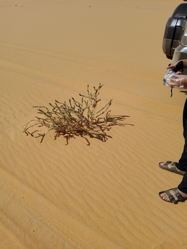 Puncture vine (Tribulus arabicus)