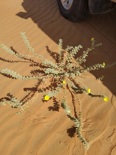 Puncture vine (Tribulus arabicus)