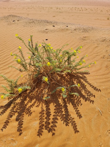 Puncture vine (Tribulus arabicus)