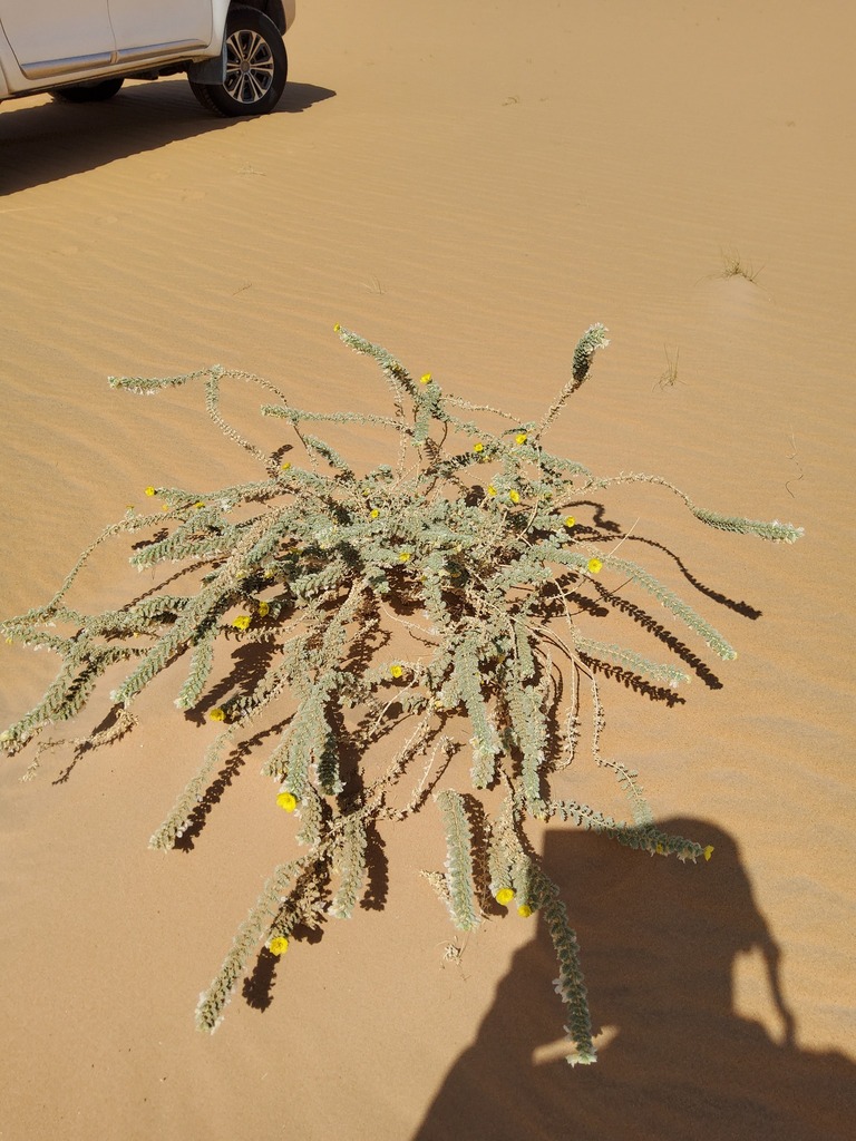 Puncture vine (Tribulus arabicus)