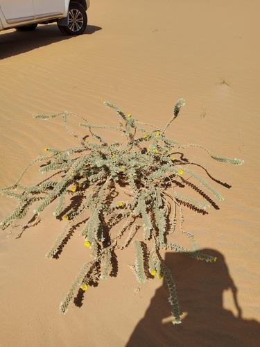 Puncture vine (Tribulus arabicus)